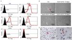 CD29 (Integrin beta 1) Antibody in Flow Cytometry (Flow)