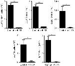 GL7 Antibody in Flow Cytometry (Flow)