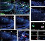 CD90.2 (Thy-1.2) Antibody in Immunohistochemistry (IHC)