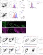 CD279 (PD-1) Antibody in Flow Cytometry (Flow)