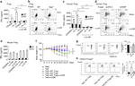 FOXP3 Antibody in Flow Cytometry (Flow)