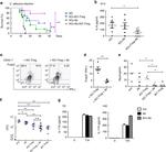 FOXP3 Antibody in Flow Cytometry (Flow)