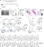 Granzyme B Antibody in Flow Cytometry (Flow)