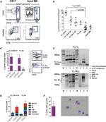 CD19 Antibody in Flow Cytometry (Flow)