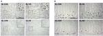 CD11b Antibody in Immunohistochemistry (IHC)