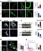 Ki-67 Antibody in Flow Cytometry (Flow)