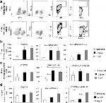 FOXP3 Antibody in Flow Cytometry (Flow)