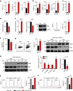 IFN gamma Antibody in Flow Cytometry (Flow)