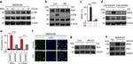 IFN gamma Antibody in Flow Cytometry (Flow)