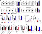 FOXP3 Antibody in Flow Cytometry (Flow)