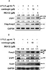 FOXP3 Antibody