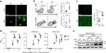 GL7 Antibody in Flow Cytometry (Flow)