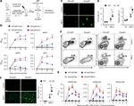 CD95 (APO-1/Fas) Antibody in Flow Cytometry (Flow)