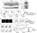 CD138 (Syndecan-1) Antibody in Flow Cytometry (Flow)