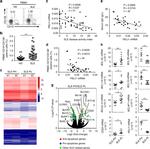 CD138 (Syndecan-1) Antibody in Flow Cytometry (Flow)