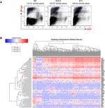 CD41a Antibody in Flow Cytometry (Flow)