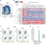 CD41a Antibody in Flow Cytometry (Flow)