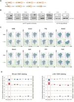 CD41a Antibody in Flow Cytometry (Flow)