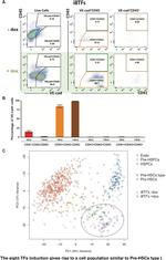 CD144 (VE-cadherin) Antibody in Flow Cytometry (Flow)