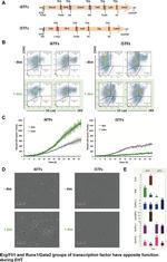 CD41a Antibody in Flow Cytometry (Flow)