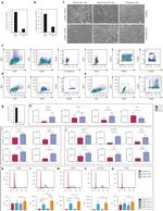 CD31 (PECAM-1) Antibody in Flow Cytometry (Flow)