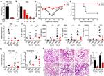 Ly-6G/Ly-6C Antibody in Flow Cytometry (Flow)