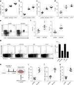 CD127 Antibody in Flow Cytometry (Flow)