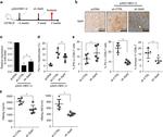 IFN gamma Antibody in Flow Cytometry (Flow)