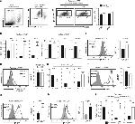 Lymphotoxin beta Receptor Antibody in Flow Cytometry (Flow)