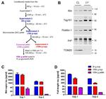 Tau Antibody in ELISA (ELISA)