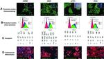 TRA-1-81 (Podocalyxin) Antibody in Flow Cytometry (Flow)