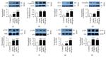 Occludin Antibody in Western Blot (WB)