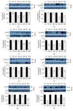 Occludin Antibody in Western Blot (WB)