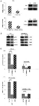 Phospho-JAK2 (Tyr1007, Tyr1008) Antibody in Western Blot (WB)