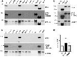 Phospho-HIPK2 (Tyr361) Antibody in Western Blot (WB)