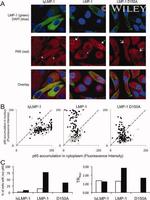 NFkB p65 Antibody in Immunocytochemistry (ICC/IF)