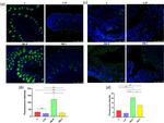 IL-23 p19 Antibody in Neutralization (Neu)