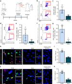 CD183 (CXCR3) Antibody in Flow Cytometry (Flow)