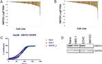 SMYD3 Antibody