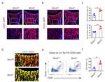 Endomucin Antibody in Flow Cytometry (Flow)