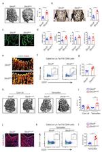 CD31 (PECAM-1) Antibody in Flow Cytometry (Flow)