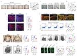 Endomucin Antibody in Flow Cytometry (Flow)