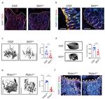 CD31 (PECAM-1) Antibody in Flow Cytometry (Flow)