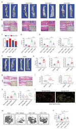 CD31 (PECAM-1) Antibody in Flow Cytometry (Flow)