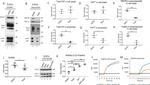 HSC70 Antibody in Western Blot (WB)