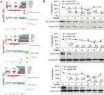 IGF1 Antibody in Western Blot (WB)