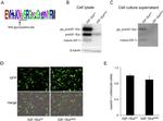 IGF1 Antibody in Western Blot (WB)