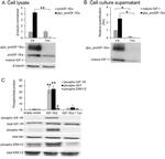 IGF1 Antibody in Western Blot (WB)