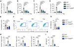 IL-13 Antibody