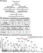 C/EBP beta Antibody in Immunoprecipitation (IP)